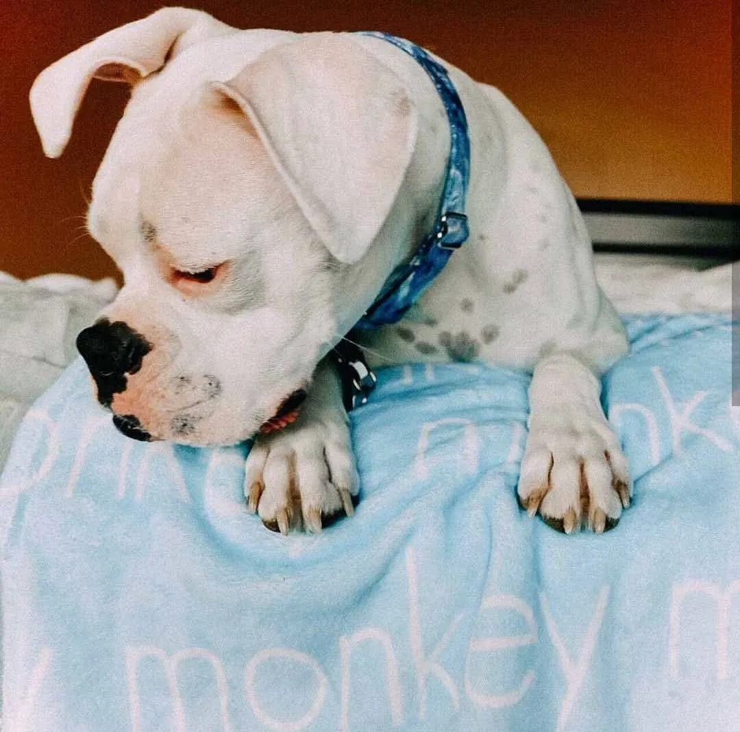 PERSONALIZED PET NAME BLANKET - LIGHT (ALL COLOR OPTIONS)